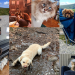 Loving your pup may be a many splendored thing
