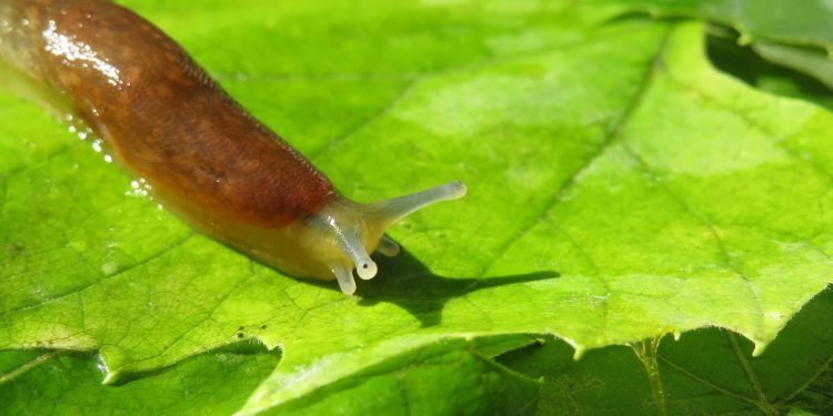 Nature offers novel approach to oral wound care