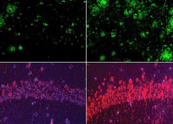 Could lithium explain — and treat — Alzheimer’s?
